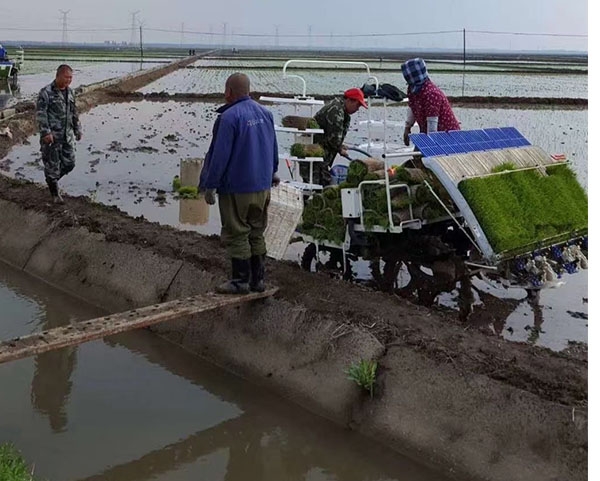 五常大米与富硒米(富硒米好吃还是五常米好吃)-硒宝网