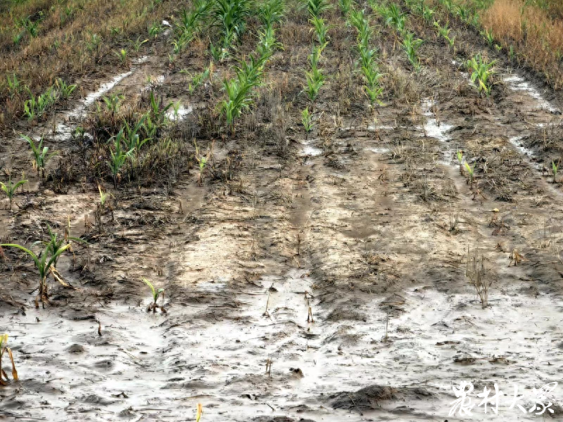 一亩好粮富硒大米(富硒大米好在哪)-硒宝网