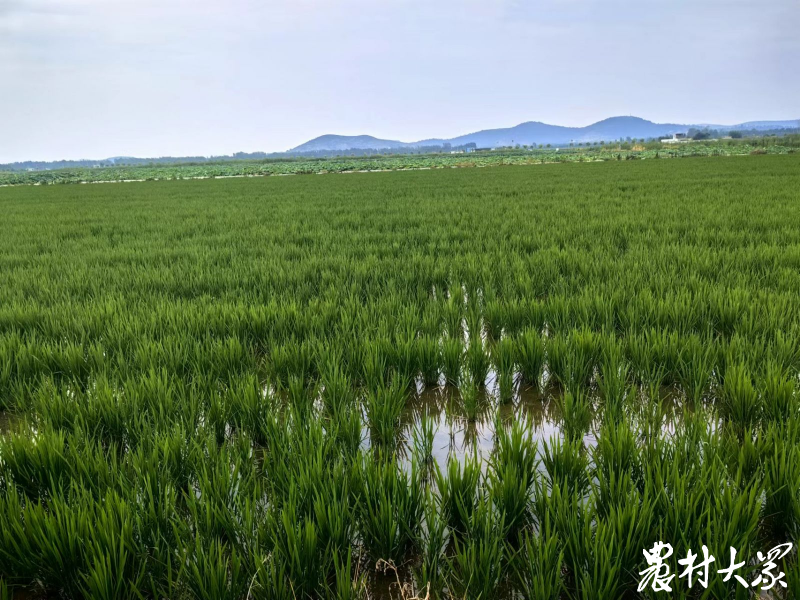 一亩好粮富硒大米(富硒大米好在哪)-硒宝网