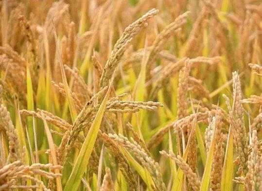 富硒大米1厘米长（富硒大米中含有的主要营养素是）-硒宝网