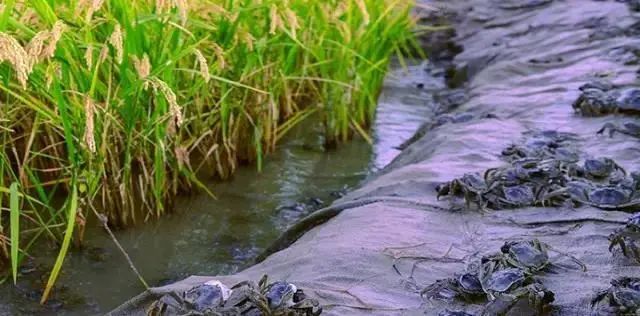 富硒大米1厘米长（富硒大米中含有的主要营养素是）-硒宝网