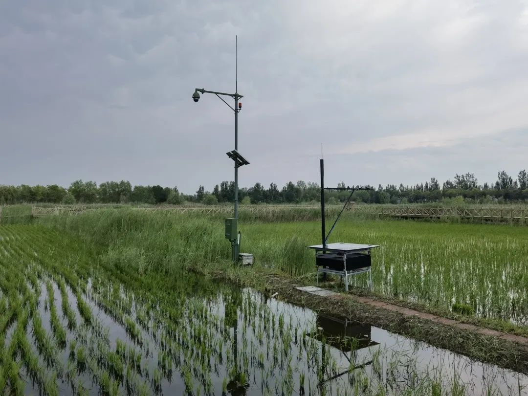 富硒大米1厘米长（富硒大米中含有的主要营养素是）-硒宝网