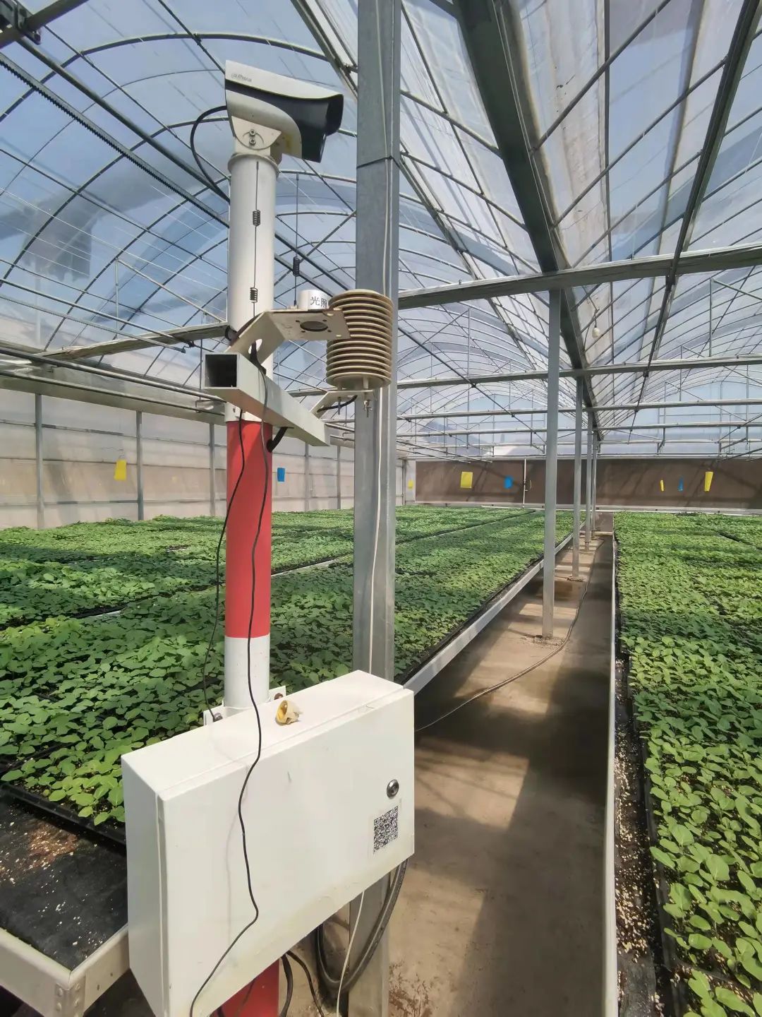 富硒大米1厘米长（富硒大米中含有的主要营养素是）-硒宝网