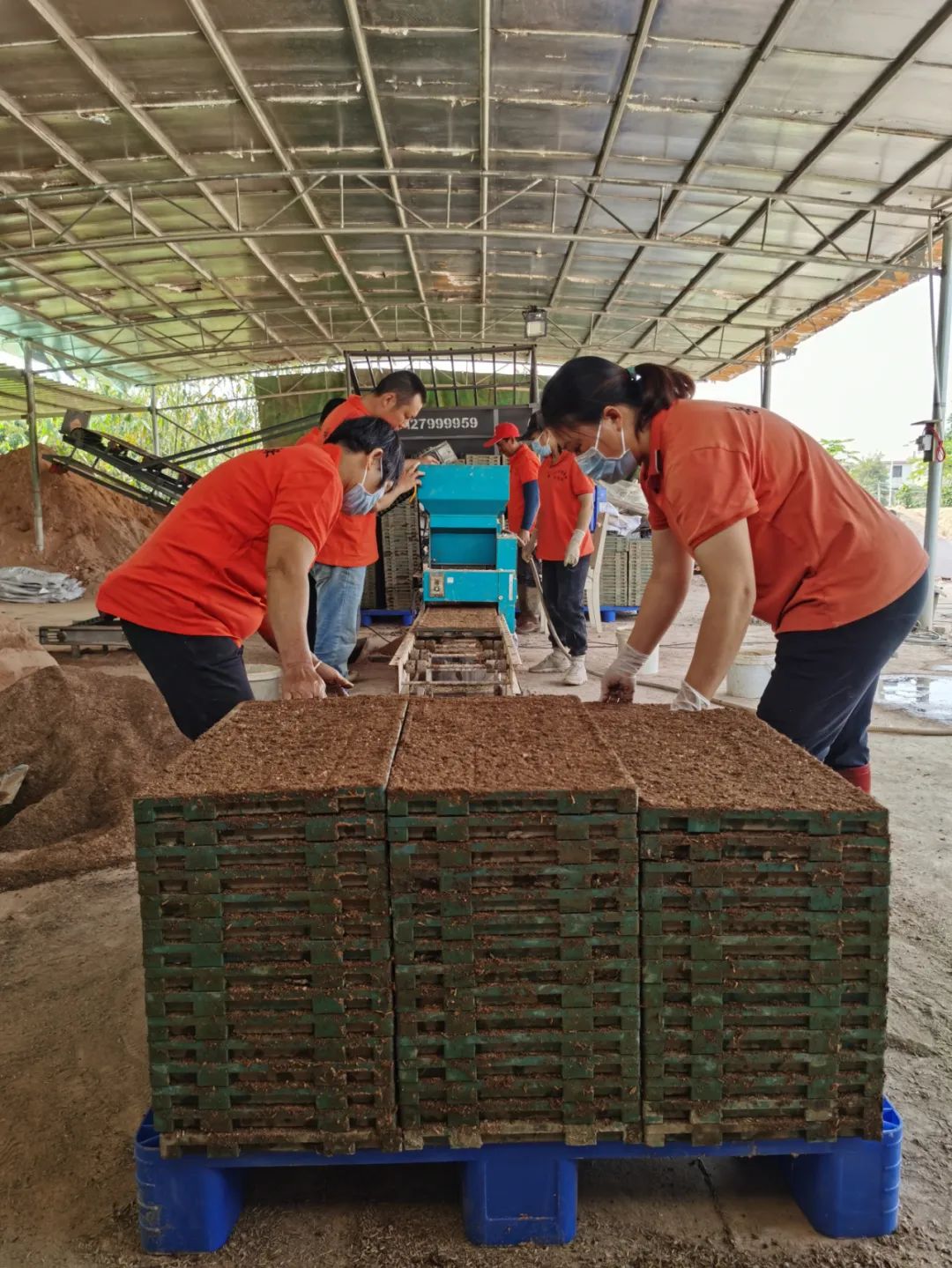 富硒大米1厘米长（富硒的大米）-硒宝网