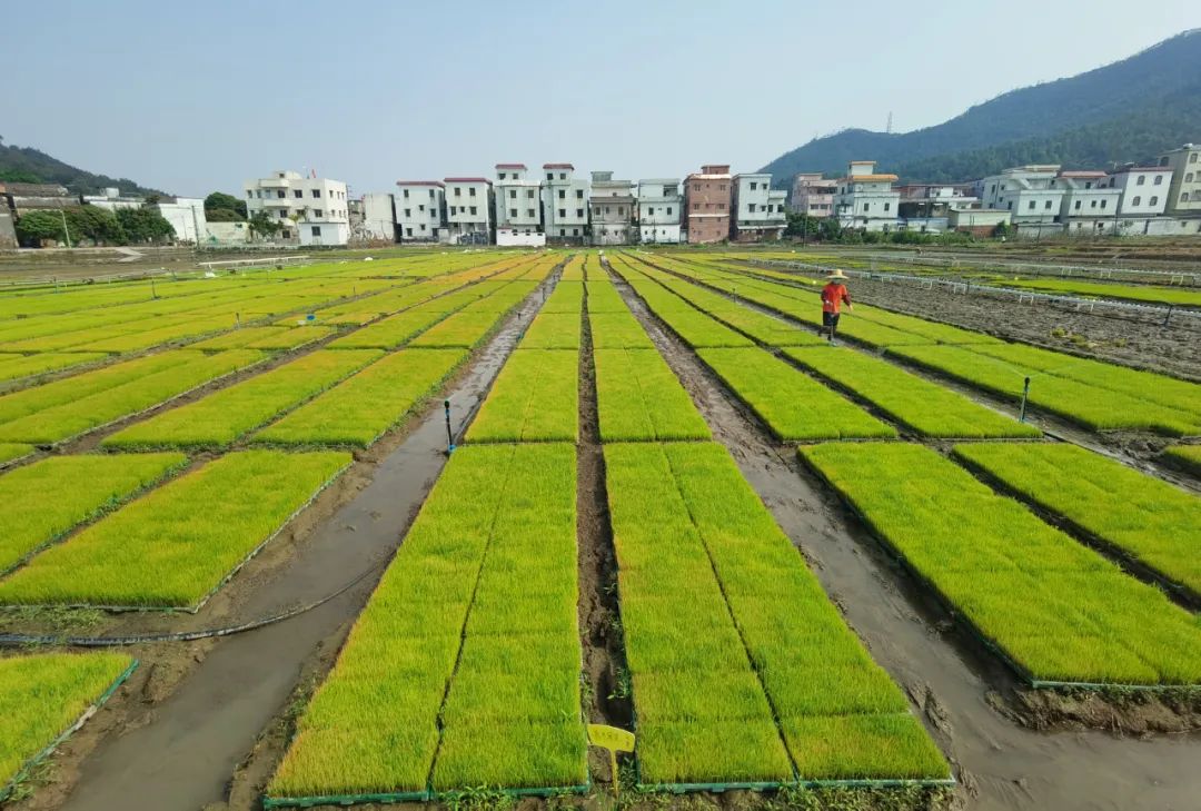 富硒大米1厘米长（富硒的大米）-硒宝网