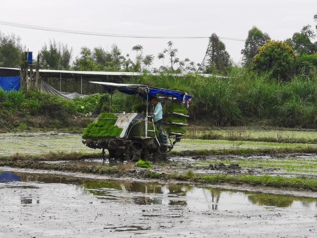 富硒大米1厘米长（富硒的大米）-硒宝网