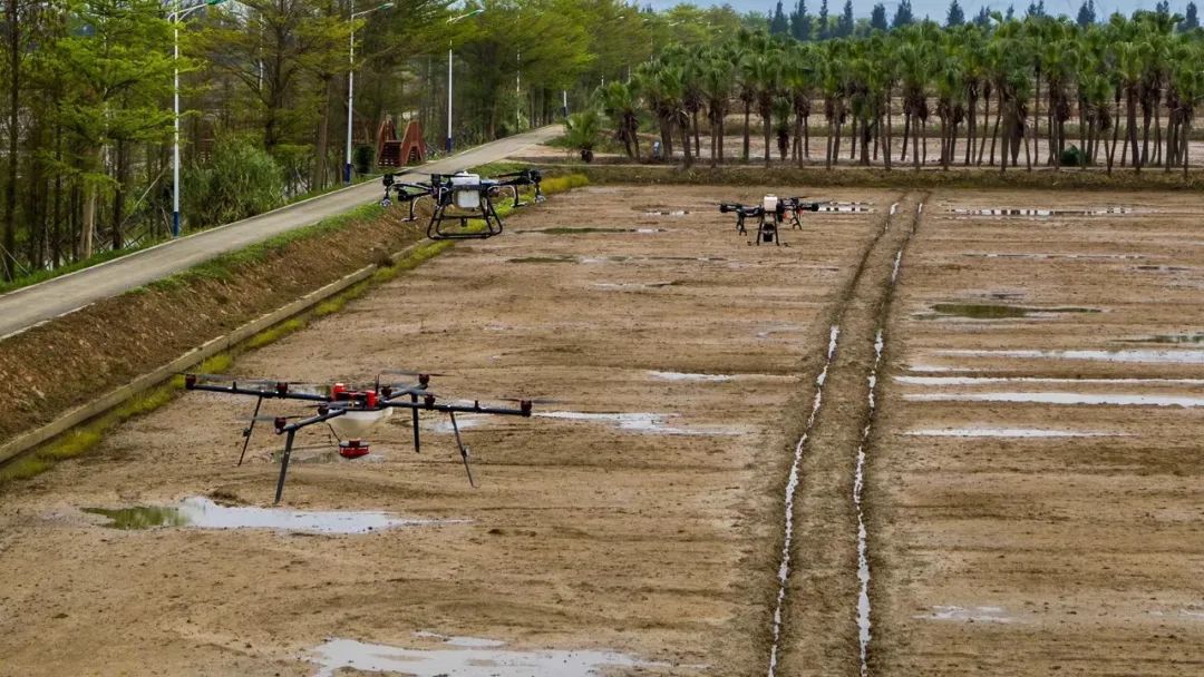 富硒大米1厘米长（富硒的大米）-硒宝网