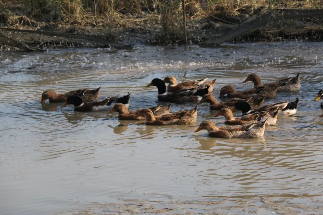 富硒大米1厘米长（富硒的大米）-硒宝网