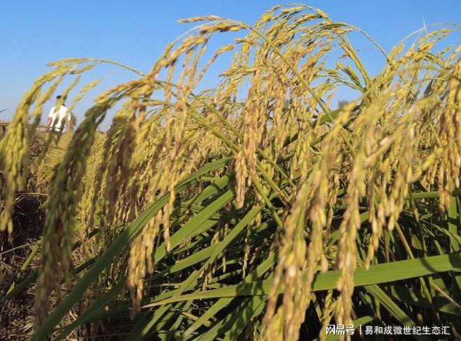 富硒五常长粒大米（富硒五常大米稻花香多少钱一斤）-硒宝网