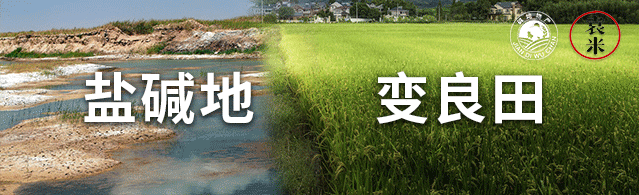 富硒大米哪一种好(大米种富硒好吃吗)-硒宝网