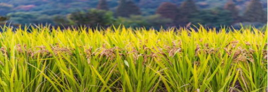 富硒大米第一品牌(大米富硒品牌有哪些)-硒宝网