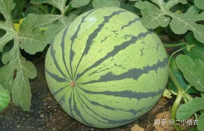 富硒地瓜栽培技术（富硒地瓜怎么种植）-硒宝网