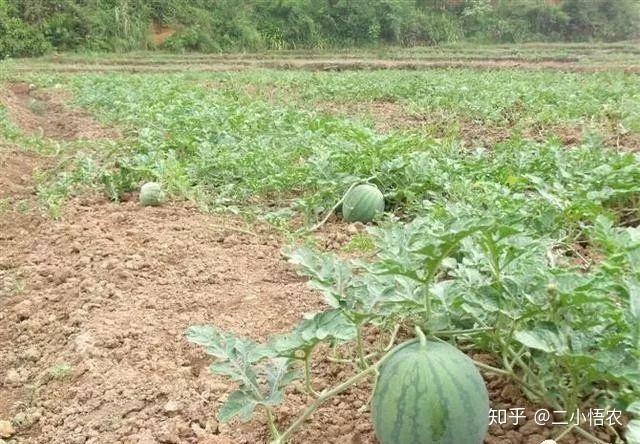 富硒地瓜栽培技术（富硒地瓜怎么种植）-硒宝网