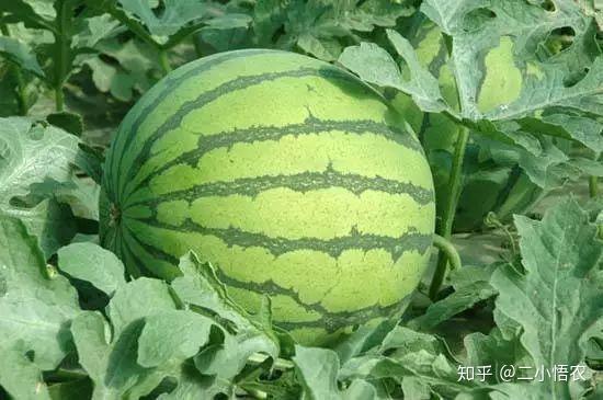 富硒地瓜栽培技术（富硒地瓜怎么种植）-硒宝网