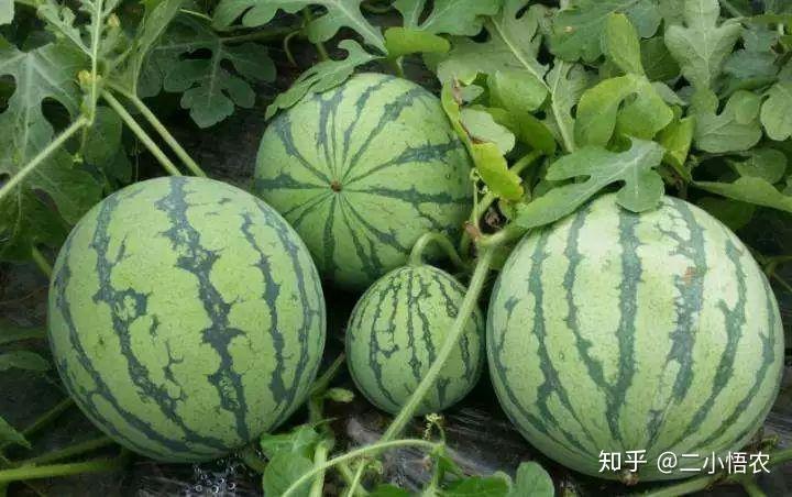 富硒地瓜栽培技术（富硒地瓜怎么种植）-硒宝网