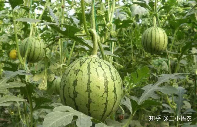 富硒地瓜栽培技术（富硒地瓜怎么种植）-硒宝网