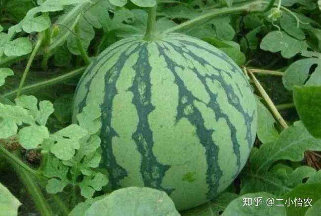 富硒地瓜栽培技术（富硒地瓜怎么种植）-硒宝网