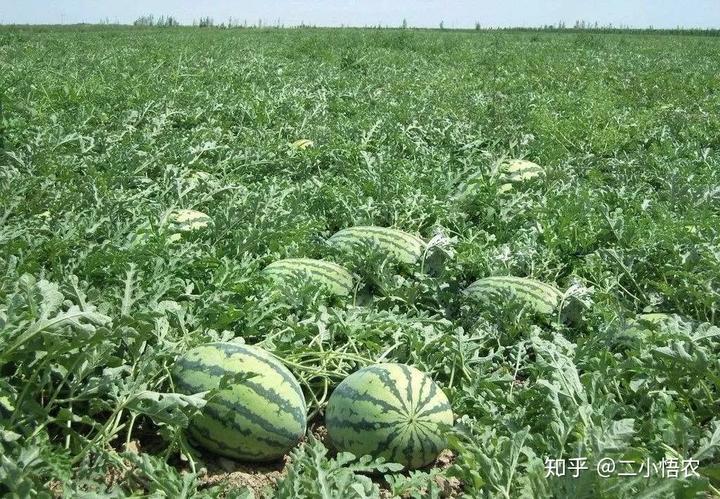 富硒地瓜栽培技术（富硒地瓜怎么种植）-硒宝网