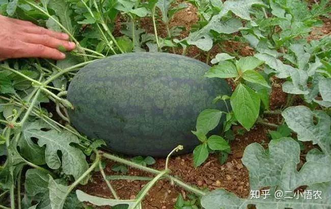 富硒地瓜栽培技术（富硒地瓜怎么种植）-硒宝网