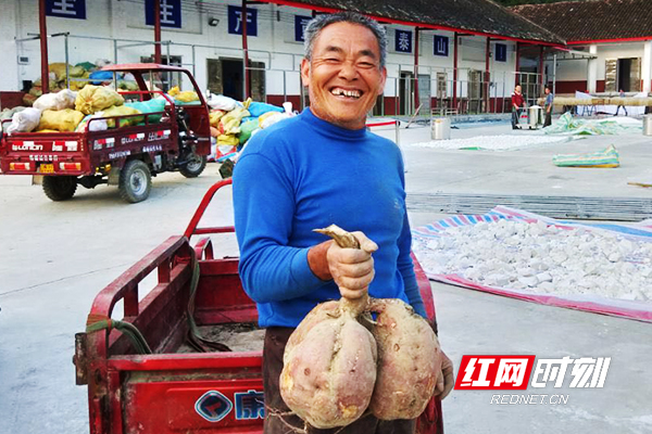 富硒地瓜栽培技术(栽培地瓜富硒技术视频)-硒宝网