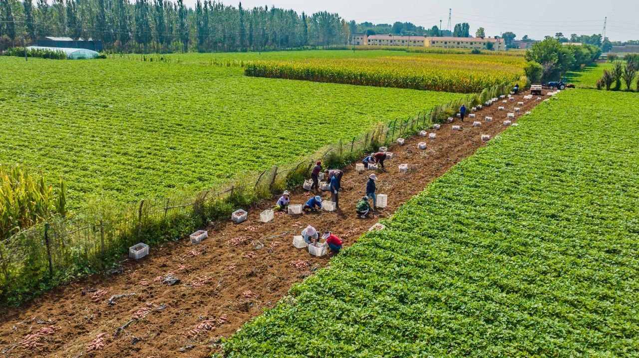 菏泽富硒地瓜粉丝(富硒地瓜多少钱一斤)-硒宝网