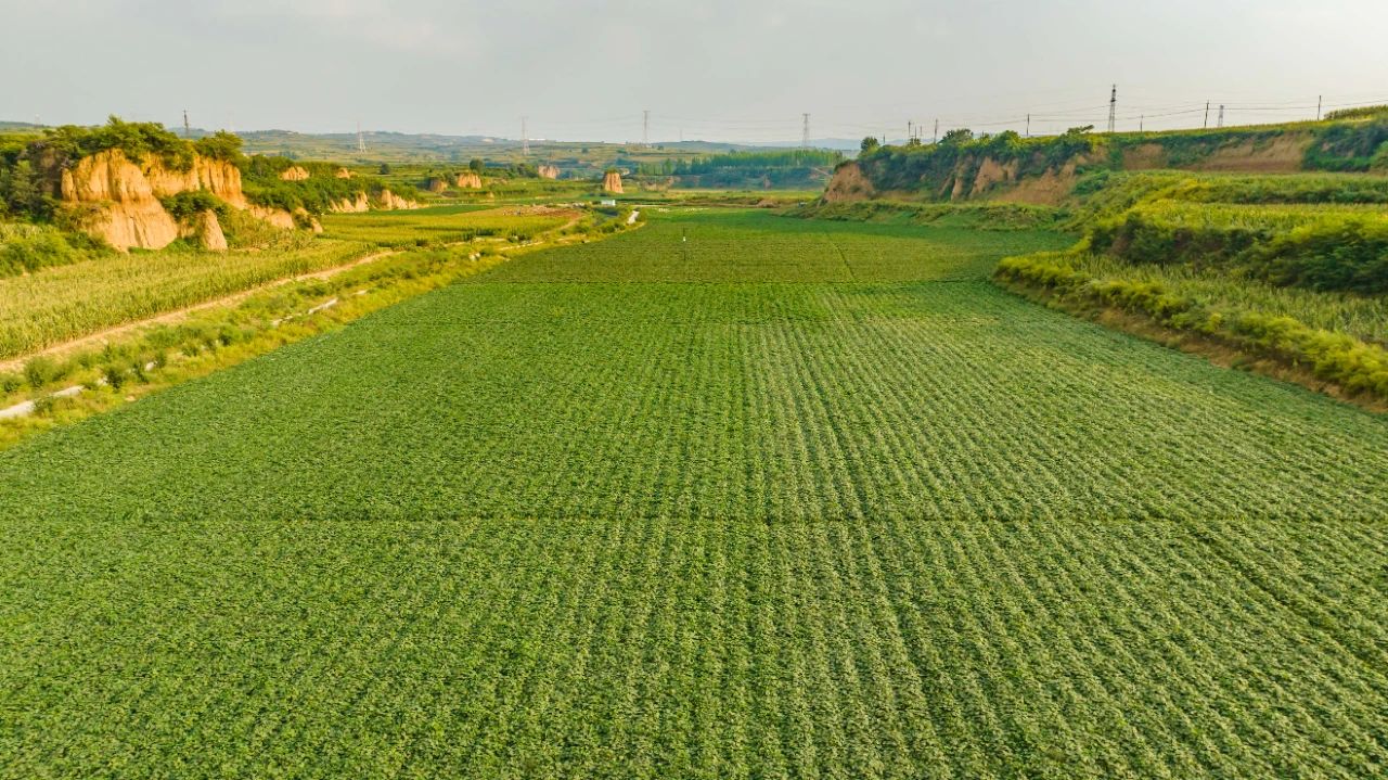 菏泽富硒地瓜粉丝(富硒地瓜多少钱一斤)-硒宝网