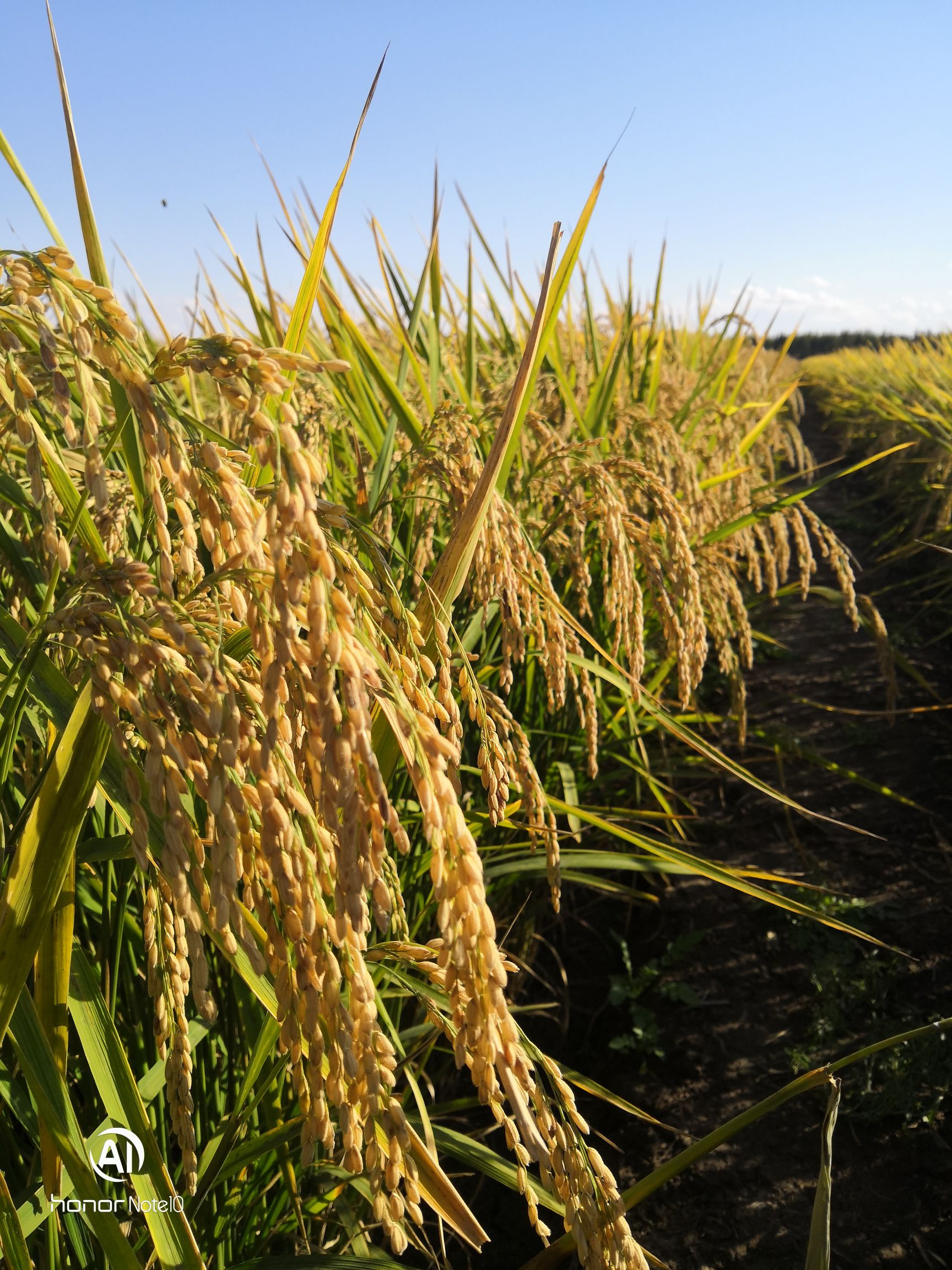 富硒大米市场规模（大米规模富硒市场分析）-硒宝网