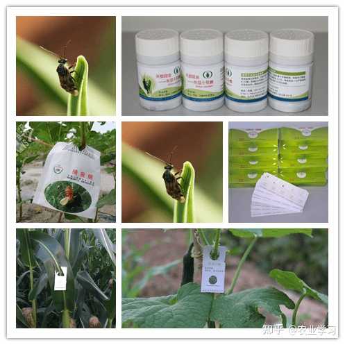 富硒地瓜什么味道（味道地瓜富硒怎么做）-硒宝网