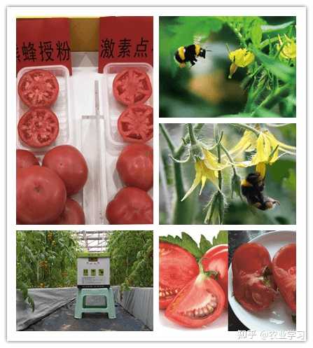 富硒地瓜什么味道（味道地瓜富硒怎么做）-硒宝网