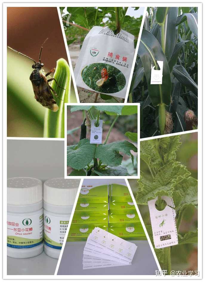 富硒地瓜什么味道（味道地瓜富硒怎么做）-硒宝网