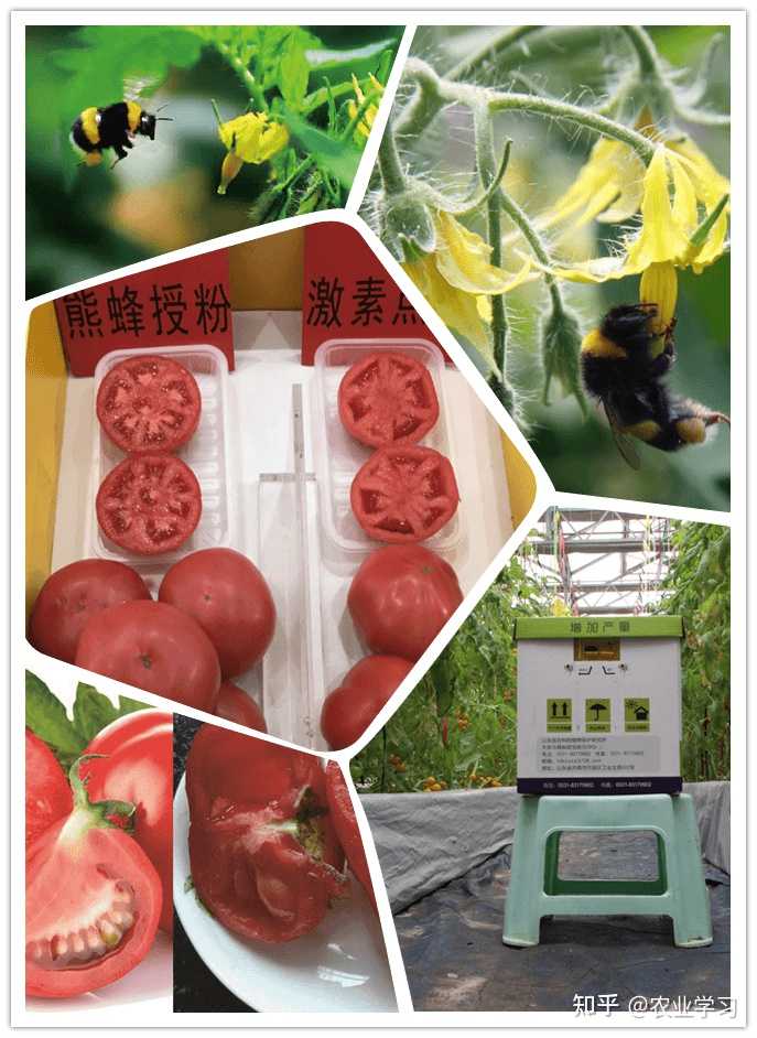 富硒地瓜什么味道（味道地瓜富硒怎么做）-硒宝网