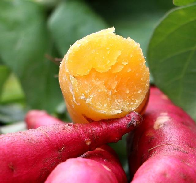 富硒地瓜是番薯吗(地瓜硒含量高吗)-硒宝网