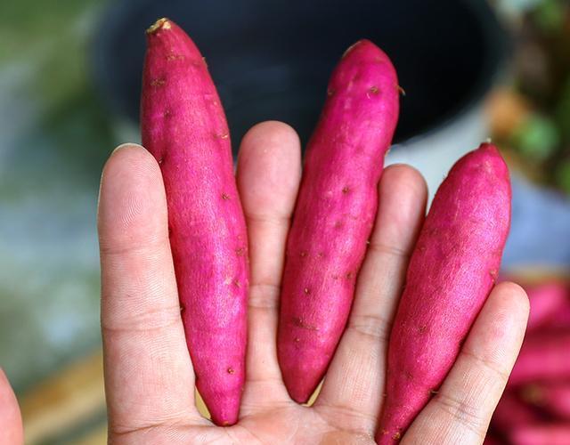 富硒地瓜是番薯吗(地瓜硒含量高吗)-硒宝网