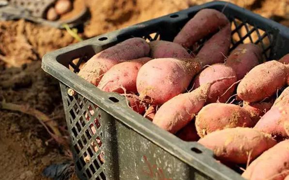 富硒地瓜的卡路里（地瓜卡路里富硒含量多少）-硒宝网