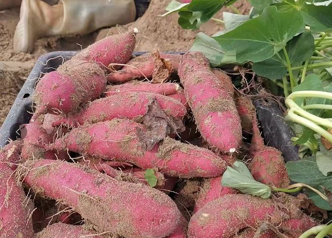 富硒地瓜的卡路里（地瓜卡路里富硒含量多少）-硒宝网