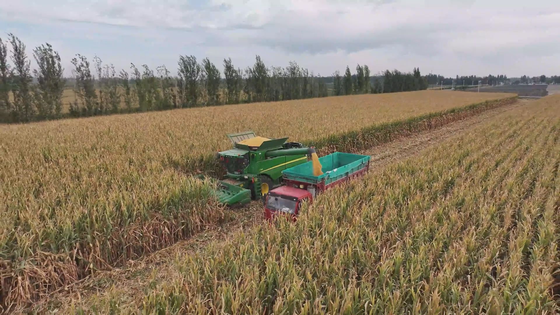 富硒地瓜富硒含量（富硒地瓜含硒高吗）-硒宝网