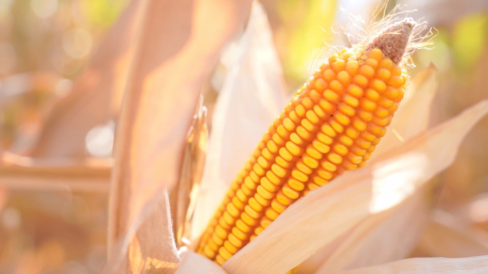 富硒地瓜富硒含量（富硒地瓜含硒高吗）-硒宝网