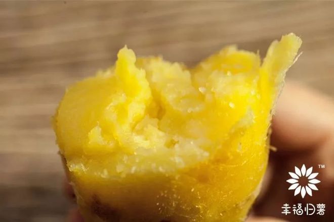 桥头富硒地瓜品种（桥头富硒地瓜怎么区分真假）-硒宝网