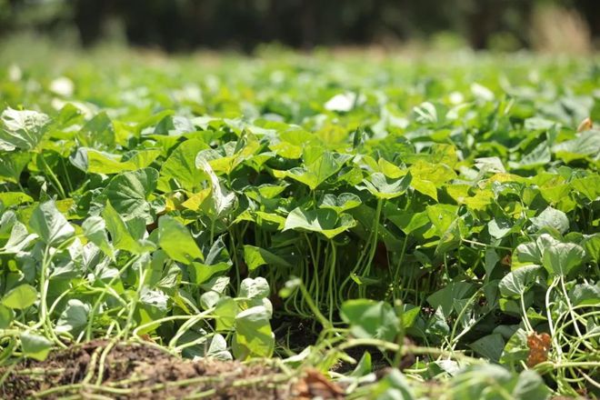 桥头富硒地瓜品种（桥头富硒地瓜怎么区分真假）-硒宝网