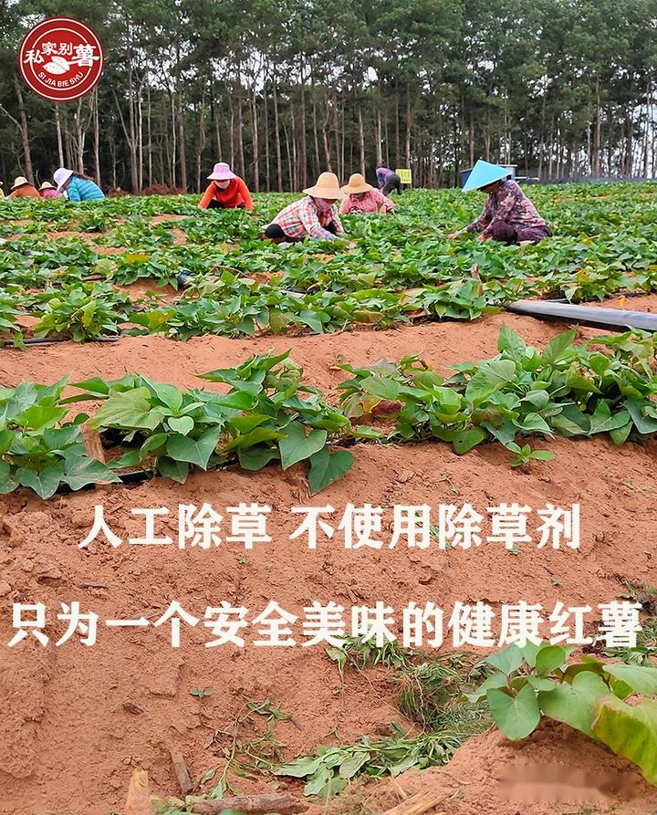 桥头富硒地瓜品种（桥头地瓜品种富硒有哪些）-硒宝网