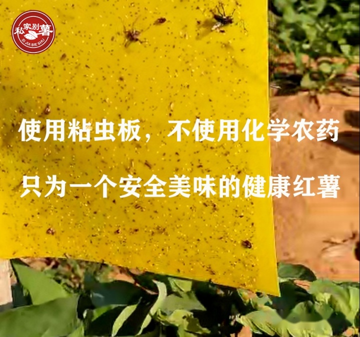 桥头富硒地瓜品种（桥头地瓜品种富硒有哪些）-硒宝网