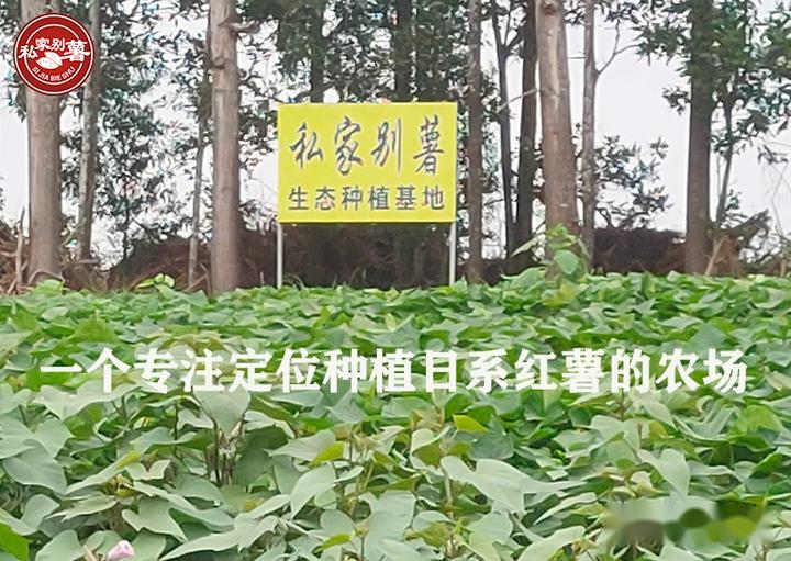 桥头富硒地瓜品种（桥头地瓜品种富硒有哪些）-硒宝网