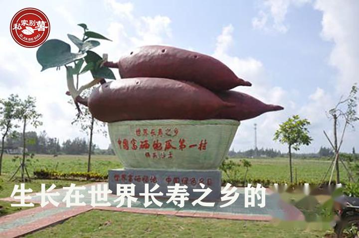 桥头富硒地瓜品种（桥头地瓜品种富硒有哪些）-硒宝网