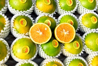 澄迈富硒地瓜季节(海南澄迈桥头富硒地瓜营养价值)-硒宝网