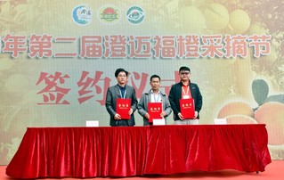 澄迈富硒地瓜季节(海南澄迈桥头富硒地瓜营养价值)-硒宝网