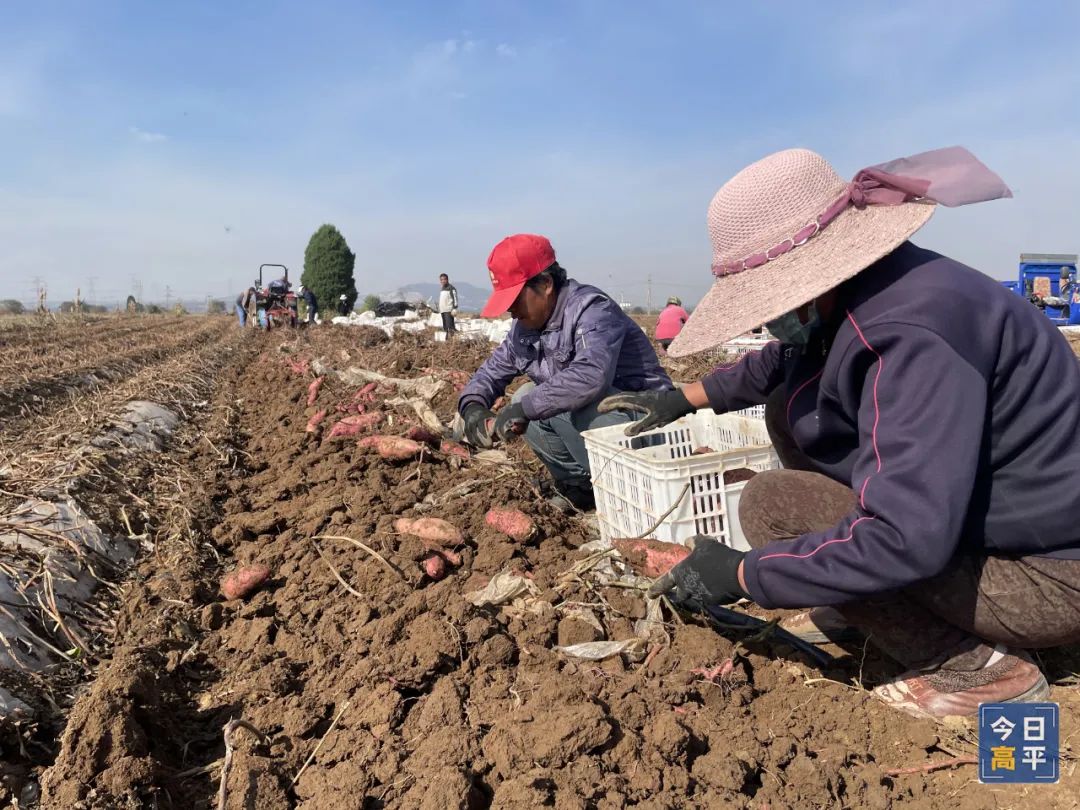 怎样挑选富硒地瓜(富硒地瓜好吃吗)-硒宝网