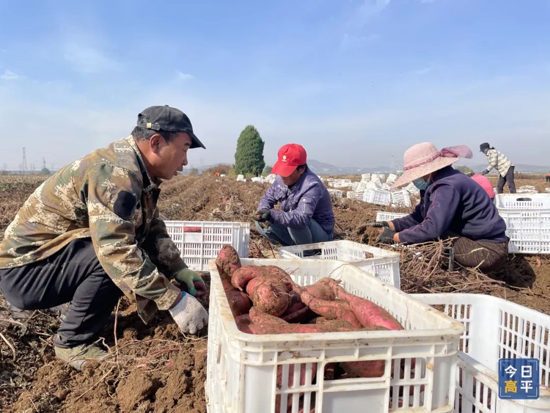 怎样挑选富硒地瓜(富硒地瓜好吃吗)-硒宝网