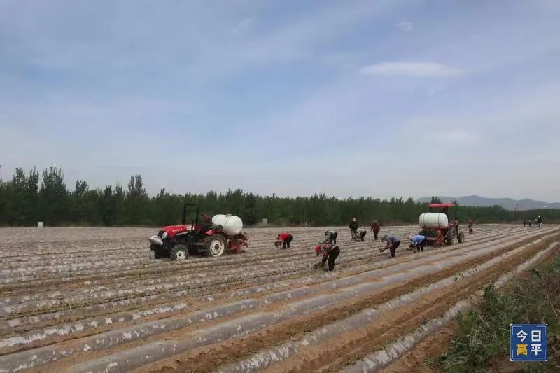 怎样挑选富硒地瓜(富硒地瓜好吃吗)-硒宝网