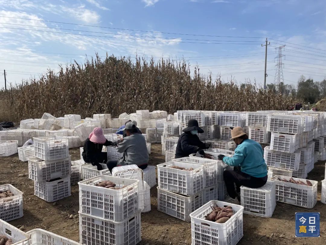 怎样挑选富硒地瓜(富硒地瓜好吃吗)-硒宝网