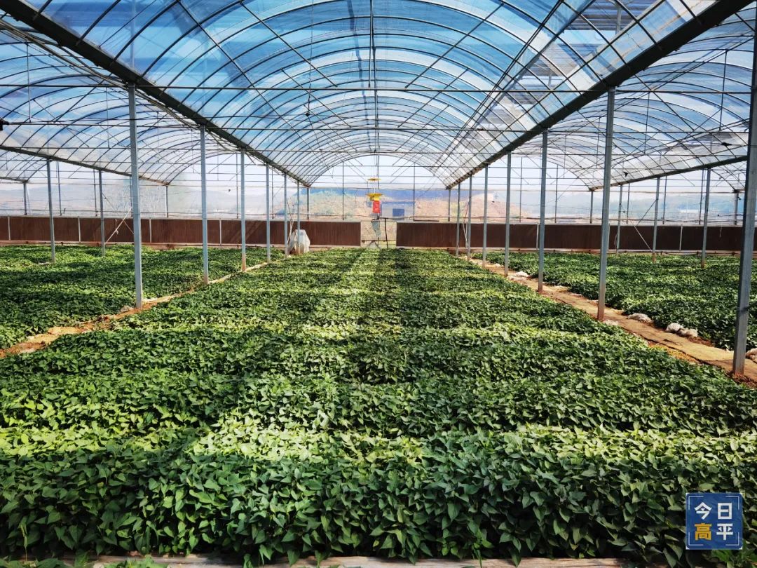 怎样挑选富硒地瓜(富硒地瓜好吃吗)-硒宝网